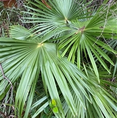Livistona australis at Royal National Park, NSW - suppressed