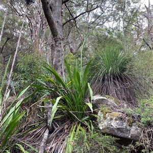 Doryanthes excelsa at Royal National Park, NSW - suppressed