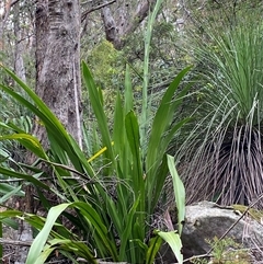 Doryanthes excelsa at Royal National Park, NSW - suppressed