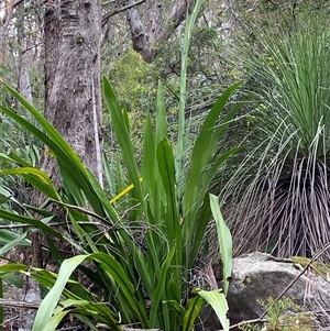 Doryanthes excelsa at Royal National Park, NSW - suppressed