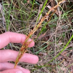 Lepidosperma laterale (Variable Sword Sedge) at Royal National Park, NSW - 9 Dec 2024 by Tapirlord