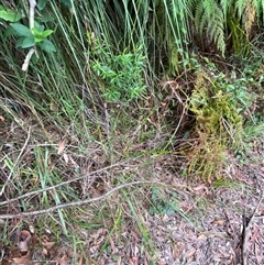 Lepidosperma laterale at Royal National Park, NSW - 9 Dec 2024 12:09 PM