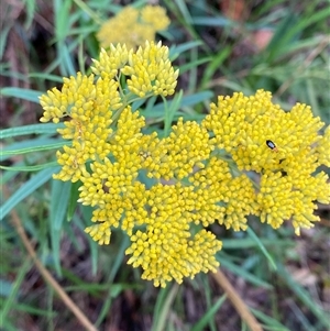 Cassinia aureonitens at Royal National Park, NSW - 9 Dec 2024 by Tapirlord