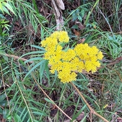 Cassinia aureonitens at Royal National Park, NSW - suppressed