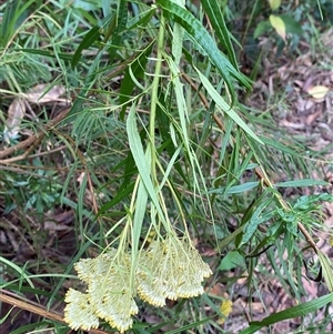 Cassinia aureonitens at Royal National Park, NSW - suppressed