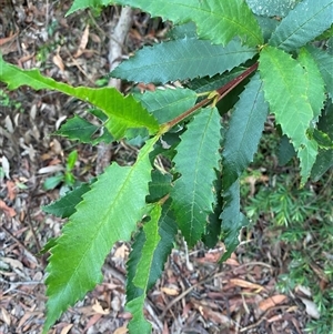 Callicoma serratifolia at Royal National Park, NSW - 9 Dec 2024 12:07 PM
