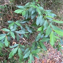 Callicoma serratifolia at Royal National Park, NSW - 9 Dec 2024 12:07 PM