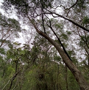 Eucalyptus piperita at Royal National Park, NSW - 9 Dec 2024 12:07 PM