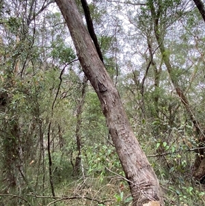 Eucalyptus piperita at Royal National Park, NSW - 9 Dec 2024 12:07 PM