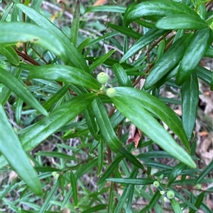 Santalum obtusifolium at Royal National Park, NSW - 9 Dec 2024 12:07 PM