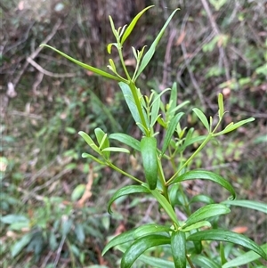 Santalum obtusifolium at Royal National Park, NSW - 9 Dec 2024 12:07 PM