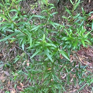Santalum obtusifolium at Royal National Park, NSW - 9 Dec 2024 12:07 PM