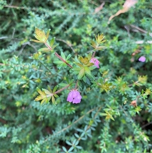Bauera rubioides (Wiry Bauera) at Royal National Park, NSW - 9 Dec 2024 by Tapirlord