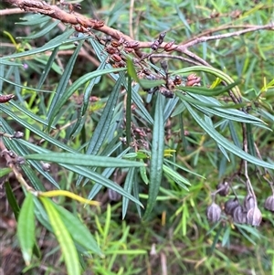 Logania albiflora at Royal National Park, NSW - 9 Dec 2024 12:06 PM