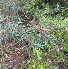 Logania albiflora at Royal National Park, NSW - 9 Dec 2024 12:06 PM