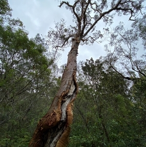 Angophora costata subsp. costata at Royal National Park, NSW - 9 Dec 2024 12:05 PM