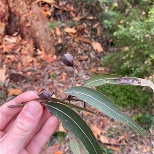 Angophora costata subsp. costata at Royal National Park, NSW - 9 Dec 2024 12:05 PM