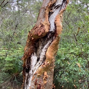 Angophora costata subsp. costata at Royal National Park, NSW - 9 Dec 2024 12:05 PM