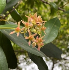 Ceratopetalum apetalum at Royal National Park, NSW - 9 Dec 2024 12:05 PM