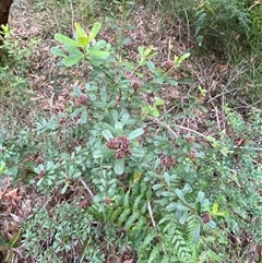 Pultenaea daphnoides at Royal National Park, NSW - 9 Dec 2024 12:04 PM