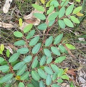 Breynia oblongifolia at Royal National Park, NSW - 9 Dec 2024 12:03 PM