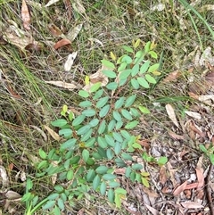 Breynia oblongifolia at Royal National Park, NSW - 9 Dec 2024 12:03 PM