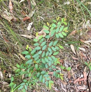 Breynia oblongifolia at Royal National Park, NSW - 9 Dec 2024 12:03 PM