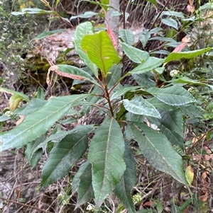 Elaeocarpus reticulatus at Royal National Park, NSW - 9 Dec 2024 12:03 PM