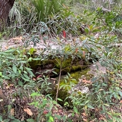 Elaeocarpus reticulatus at Royal National Park, NSW - 9 Dec 2024 12:03 PM