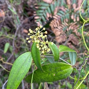 Smilax glyciphylla at Royal National Park, NSW - 9 Dec 2024 12:03 PM