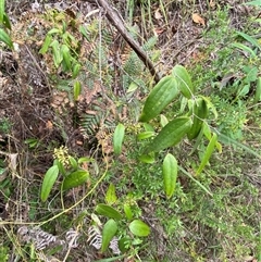 Smilax glyciphylla at Royal National Park, NSW - 9 Dec 2024 12:03 PM