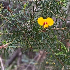 Dillwynia retorta at Royal National Park, NSW - 9 Dec 2024 12:03 PM