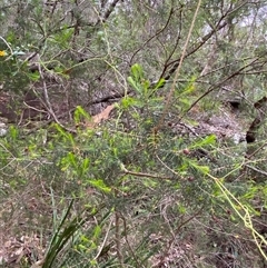 Dillwynia retorta at Royal National Park, NSW - 9 Dec 2024 12:03 PM