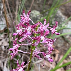 Dipodium variegatum at Royal National Park, NSW - suppressed