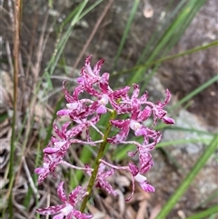 Dipodium variegatum at Royal National Park, NSW - suppressed