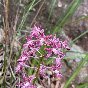 Dipodium variegatum at Royal National Park, NSW - suppressed