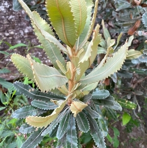 Banksia serrata at Royal National Park, NSW - 9 Dec 2024 12:01 PM