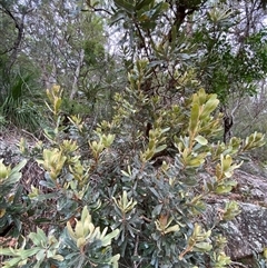 Banksia serrata at Royal National Park, NSW - 9 Dec 2024 12:01 PM
