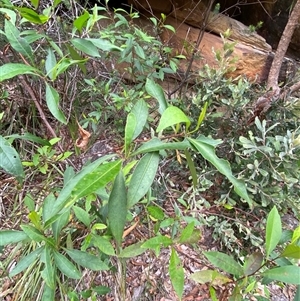 Dodonaea triquetra at Royal National Park, NSW - 9 Dec 2024 12:01 PM