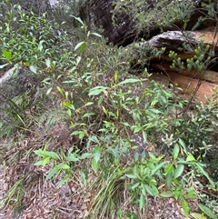 Dodonaea triquetra at Royal National Park, NSW - 9 Dec 2024 12:01 PM