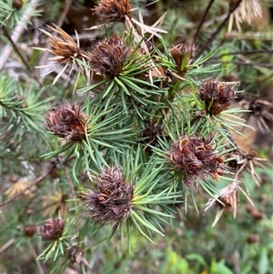 Pultenaea at Audley, NSW - 9 Dec 2024 by Tapirlord