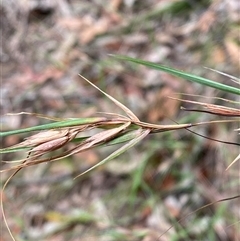 Themeda triandra at Royal National Park, NSW - 9 Dec 2024 12:00 PM