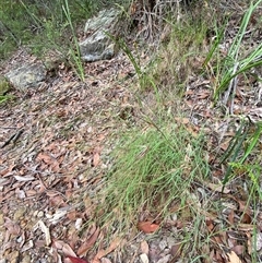 Themeda triandra at Royal National Park, NSW - 9 Dec 2024 12:00 PM