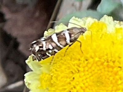 Glyphipterix asteriella (A sedge moth) at Anglers Reach, NSW - 11 Apr 2025 by Jennybach