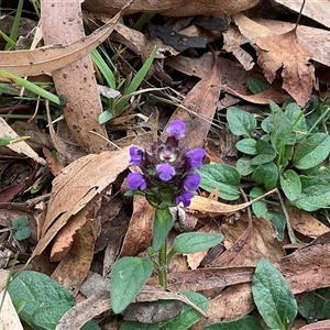 Unverified Plant at Anglers Reach, NSW - Today by Jennybach