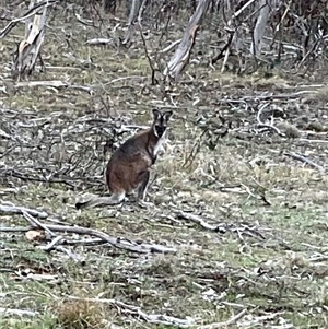 Notamacropus rufogriseus at Anglers Reach, NSW - Today by Jennybach