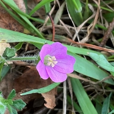 Geranium solanderi var. solanderi (Native Geranium) at Anglers Reach, NSW - 11 Apr 2025 by Jennybach