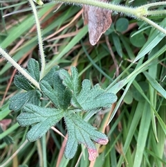Geranium solanderi var. solanderi at Anglers Reach, NSW - 11 Apr 2025 02:45 PM