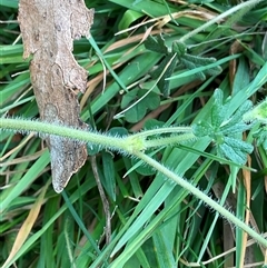 Geranium solanderi var. solanderi at Anglers Reach, NSW - 11 Apr 2025 02:45 PM