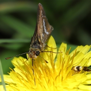 Taractrocera papyria at Yarralumla, ACT - 10 Apr 2025 11:33 AM